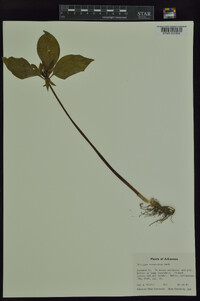 Trillium recurvatum image