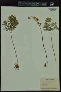 Dicentra cucullaria image