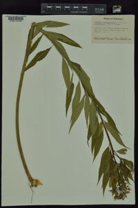 Amsonia tabernaemontana var. salicifolia image