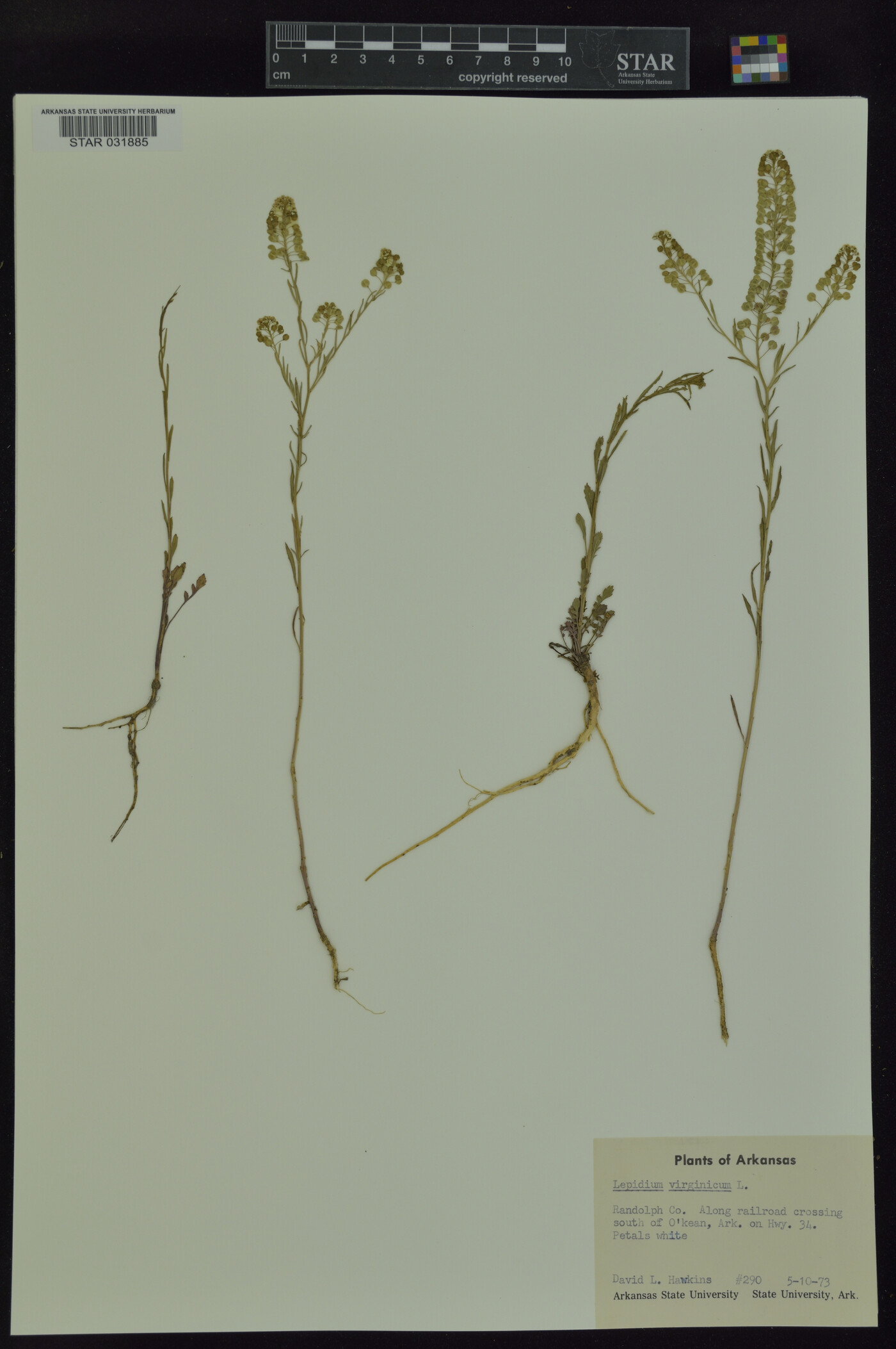 Lepidium virginicum var. virginicum image