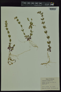 Scutellaria parvula image