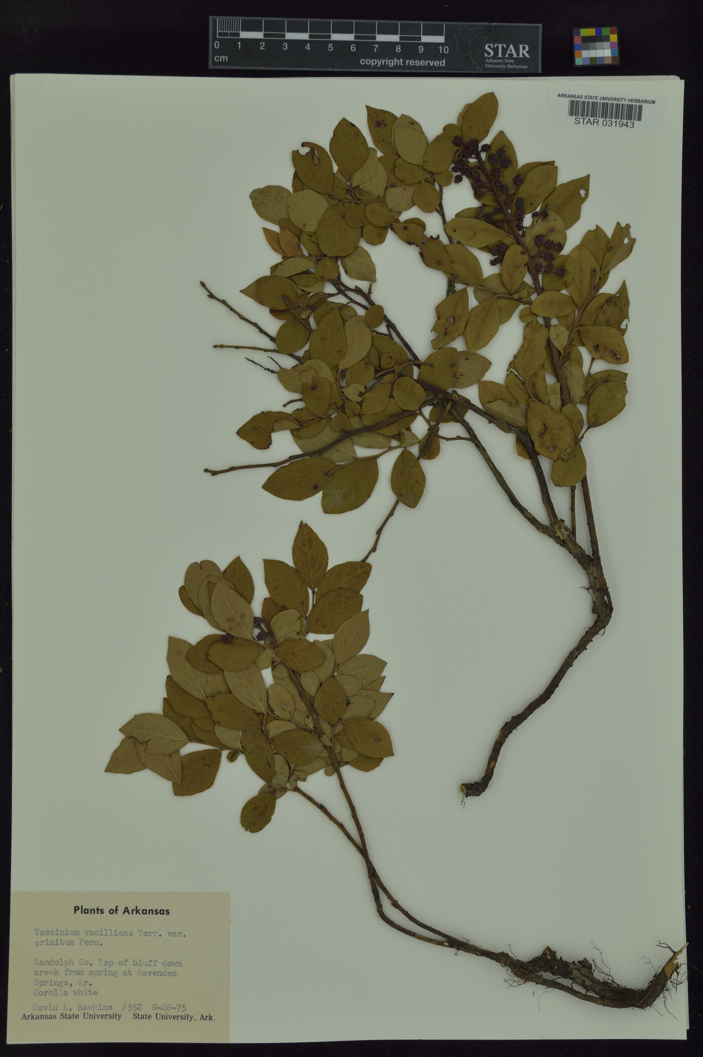 Vaccinium vacillans var. crinitum image