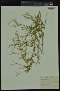 Linum striatum image