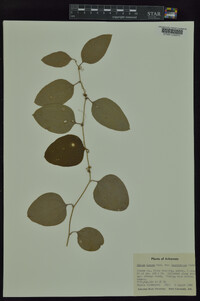 Smilax glauca var. leurophylla image