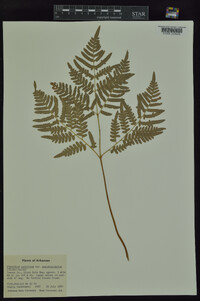 Pteridium aquilinum subsp. pseudocaudatum image