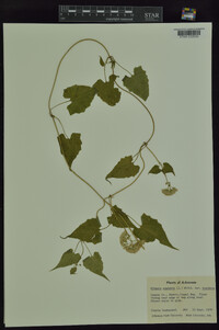 Mikania scandens var. scandens image