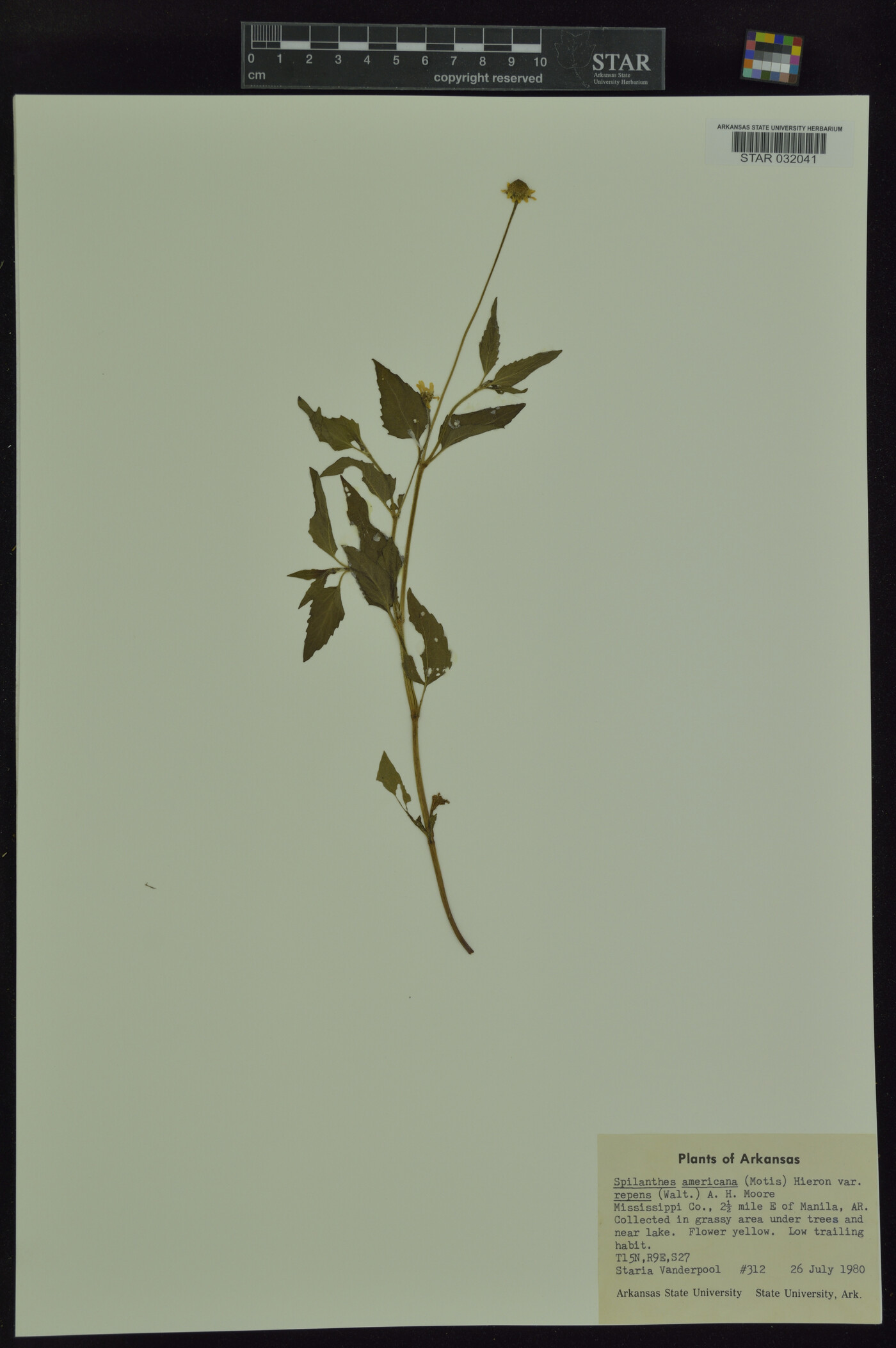 Spilanthes americana var. repens image