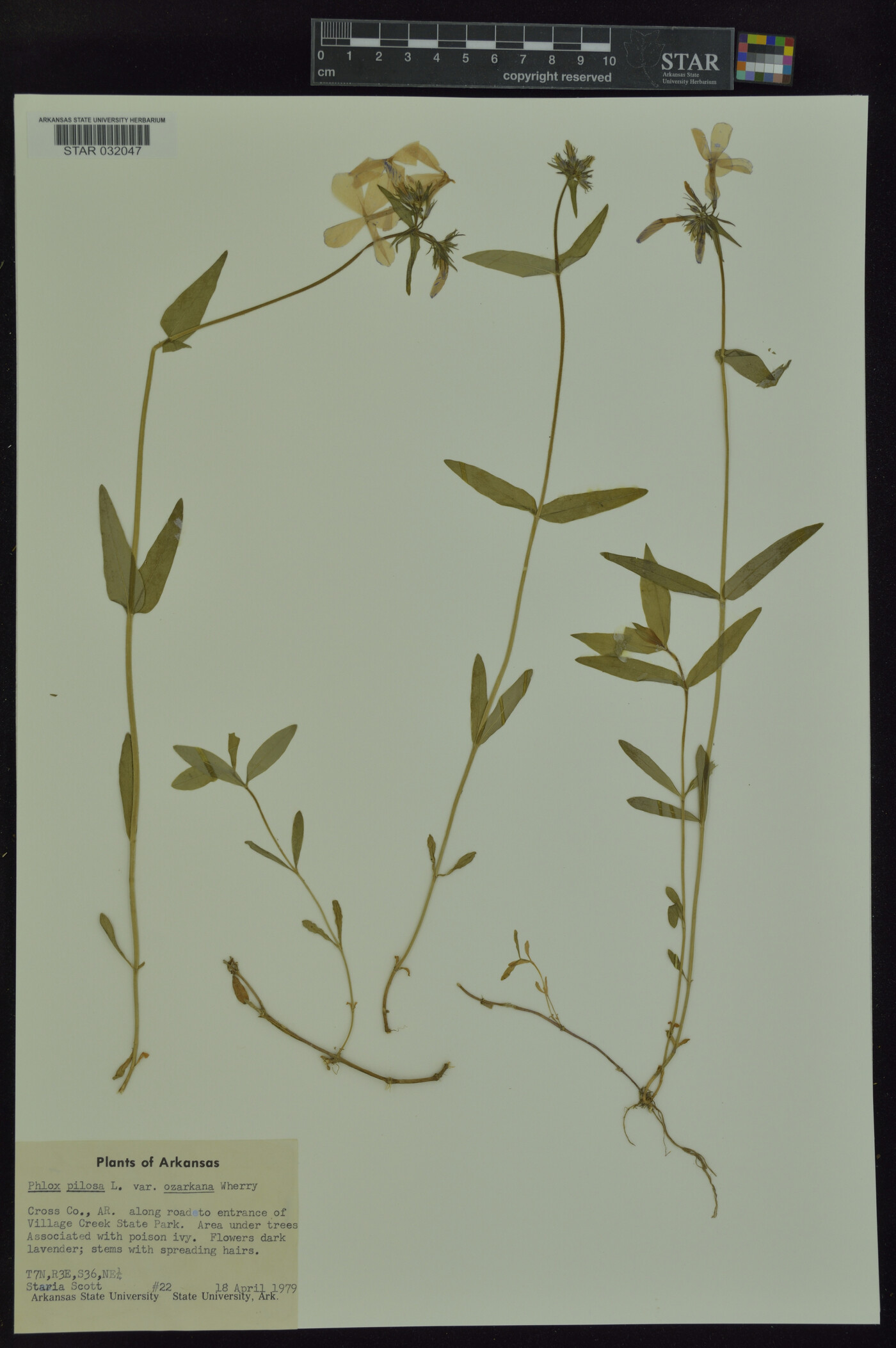 Phlox pilosa var. ozarkana image