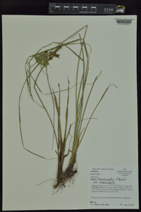 Cyperus pseudovegetus image