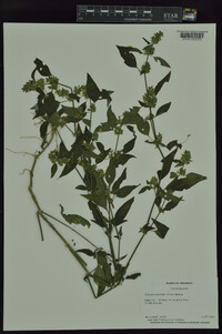 Dicliptera brachiata image