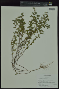 Lespedeza stipulacea image