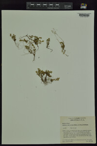 Aphanes microcarpa image