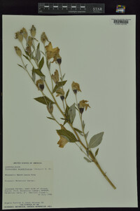 Platycodon grandiflorus image