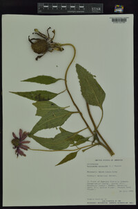 Echinacea purpurea image