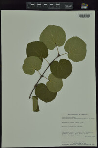 Cercidiphyllum japonicum image