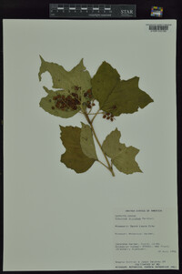 Viburnum trilobum image