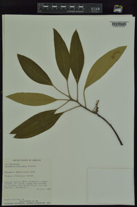 Leitneria floridana image