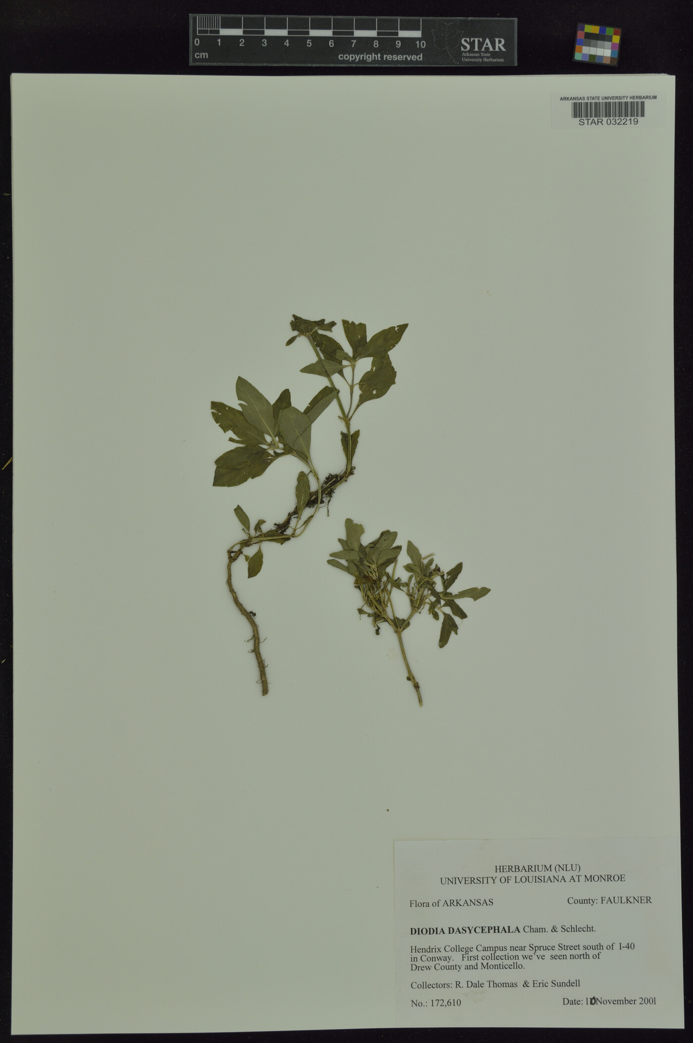 Diodia dasycephala image