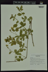 Rubus flagellaris image