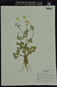 Ranunculus fascicularis image