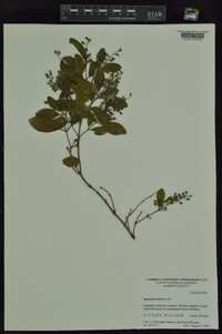 Ligustrum sinense image