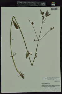 Verbena brasiliensis image