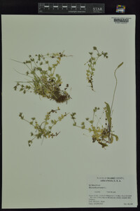 Sherardia arvensis image