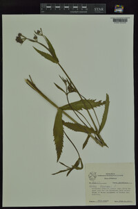 Verbena bonariensis image