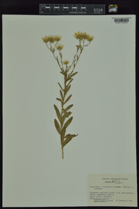 Heterotheca camporum image