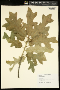 Quercus lyrata image