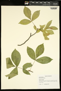 Carya texana image