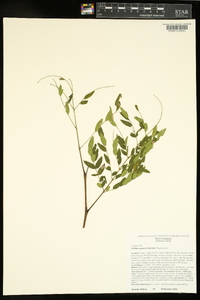 Gleditsia aquatica image