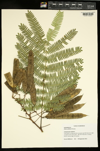 Albizia julibrissin image