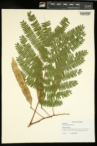 Mimosa julibrissin image