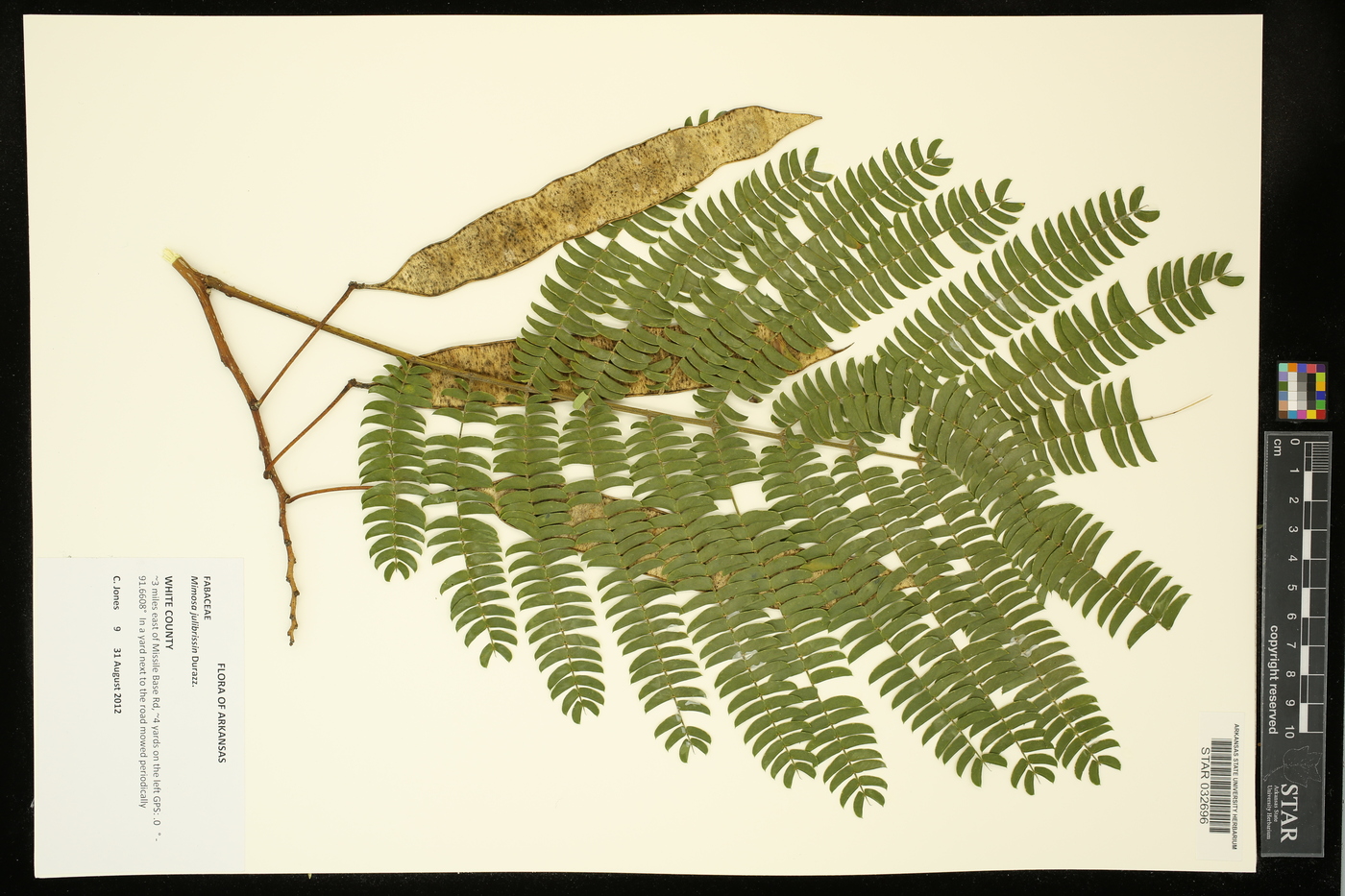 Mimosa julibrissin image