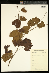 Vitis rotundifolia image