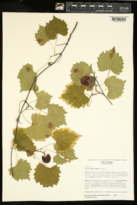 Vitis rotundifolia image