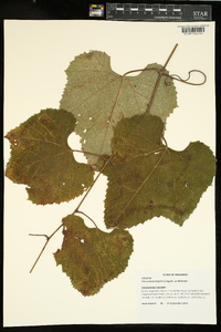 Vitis cinerea image