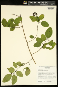 Berchemia scandens image