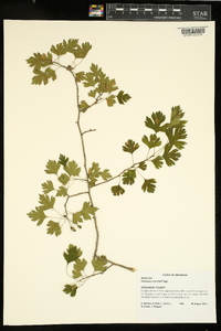 Crataegus marshallii image