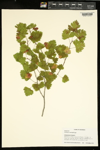 Crataegus marshallii image