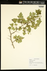 Crataegus marshallii image