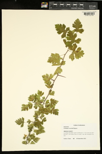 Crataegus marshallii image