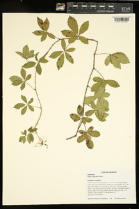 Rubus flagellaris image