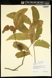 Carya illinoinensis image