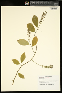 Cyrilla racemiflora image