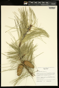 Pinus echinata image