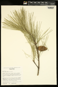 Pinus echinata image