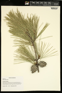 Pinus echinata image