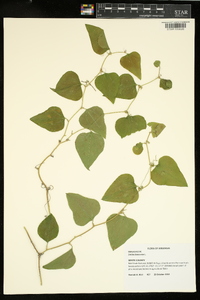 Smilax bona-nox image